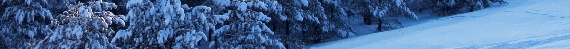 snowy trees